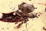 Detailed Fossil Beetle and Two Ants in Baltic Amber #335658-1